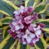 Maejima Variegated Pink Winter Daphne - 2 Gallon Pot -SHRUBS and BUSHES Shop Daphne Odora Maejima 500x750 1
