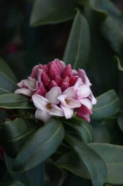 Zuiko Nishiki Winter Daphne Odora - 2 Gallon Pot -SHRUBS and BUSHES Shop Daphne Odora Zuiko Nishiki 6