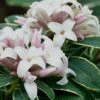 Summer Ice Daphne - 2 Gallon Pot 2 Summer Ice Daphne - 2 Gallon Pot -SHRUBS and BUSHES Shop Daphne Summer Ice 1