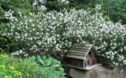 Summer Ice Daphne - 2 Gallon Pot -SHRUBS and BUSHES Shop Daphne Summer Ice 4