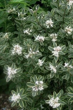 Summer Ice Daphne - 2 Gallon Pot -SHRUBS and BUSHES Shop Daphne Summer Ice 6