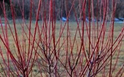 Variegated Dappled Willow Tree - Salix Integra 'Hakuro Nishiki' - 3 Gallon Pot - Tree Form 11 Variegated Dappled Willow Tree - Salix Integra 'Hakuro Nishiki' - 3 Gallon Pot - Tree Form -SHRUBS and BUSHES Shop Dappled Willow Tree Stems 1