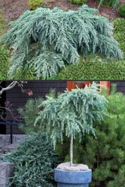 Feelin Blue Deodar Cedar (Single Trunk Tree Form) - 3 Gallon Pot 9 Feelin Blue Deodar Cedar (Single Trunk Tree Form) - 3 Gallon Pot -SHRUBS and BUSHES Shop Deodar Cedar Feelin Blue 500x750 1