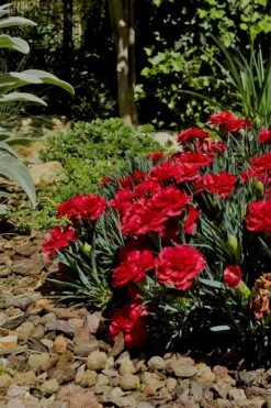 Super Trouper Velvet Red Dianthus (Carnation) - 10 Pack Of Quart Pots -SHRUBS and BUSHES Shop Dianthus Super Trouper Velvet Red 1