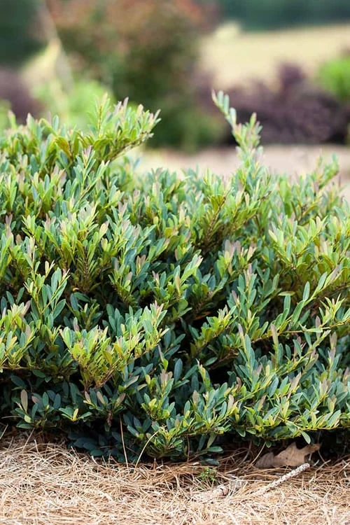 Cinnamon Girl Distylium (Evergreen Witch Hazel) - 3 Gallon Pot 3 Cinnamon Girl Distylium (Evergreen Witch Hazel) - 3 Gallon Pot