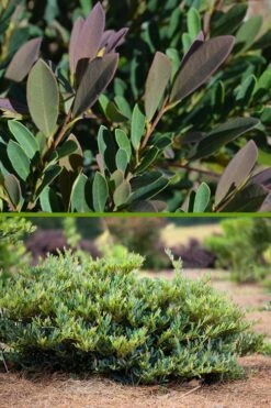 Cinnamon Girl Distylium (Evergreen Witch Hazel) - 3 Gallon Pot 11 Cinnamon Girl Distylium (Evergreen Witch Hazel) - 3 Gallon Pot -SHRUBS and BUSHES Shop Distylium Cinnamon Girl 500x750 1