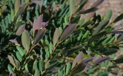 Cinnamon Girl Distylium (Evergreen Witch Hazel) - 3 Gallon Pot 10 Cinnamon Girl Distylium (Evergreen Witch Hazel) - 3 Gallon Pot -SHRUBS and BUSHES Shop Distylium Cinnamon Girl Leaves