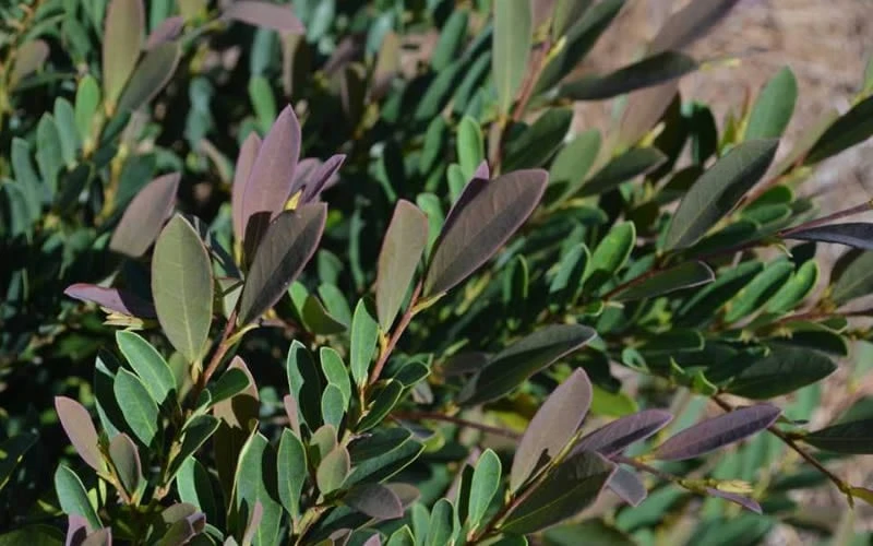 Cinnamon Girl Distylium (Evergreen Witch Hazel) - 3 Gallon Pot 6 Cinnamon Girl Distylium (Evergreen Witch Hazel) - 3 Gallon Pot - Image 4