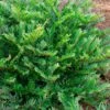 Jewel Box Distylium - 2 Gallon Pot -SHRUBS and BUSHES Shop Distylium Jewel Box 1