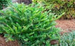 Jewel Box Distylium - 2 Gallon Pot -SHRUBS and BUSHES Shop Distylium Jewel Box 2