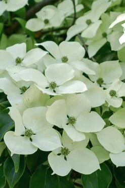 Blue Ray White Chinese Dogwood - Cornus Kousa - 5 Gallon Pot -SHRUBS and BUSHES Shop Dogwood Blue Ray 16