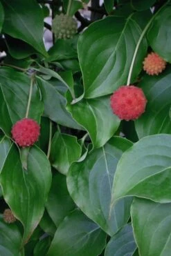 Blue Ray White Chinese Dogwood - Cornus Kousa - 5 Gallon Pot -SHRUBS and BUSHES Shop Dogwood Blue Ray 6