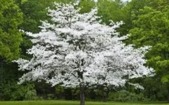 Cherokee Princess White Dogwood - 7 Gallon Pot (4-5') -SHRUBS and BUSHES Shop Dogwood Cherokee Princess 50 1