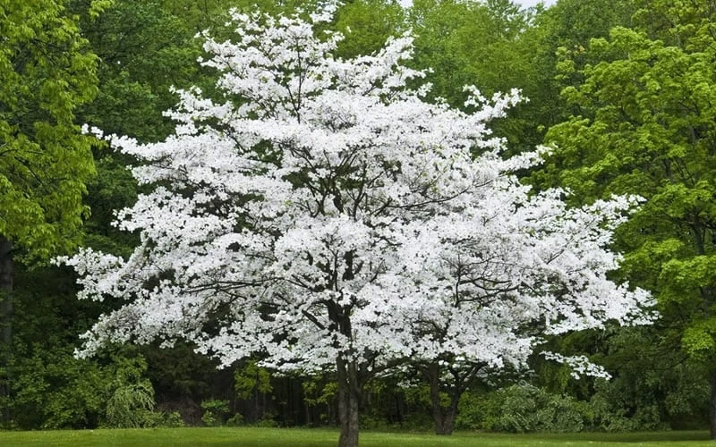 Jean's Appalachian Snow White Dogwood Tree - 3 Gallon Pot 7 Jean's Appalachian Snow White Dogwood Tree - 3 Gallon Pot - Image 5