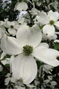 Jean's Appalachian Snow White Dogwood Tree - 3 Gallon Pot 14 Jean's Appalachian Snow White Dogwood Tree - 3 Gallon Pot -SHRUBS and BUSHES Shop Dogwood Cherokee Princess 500x750 1