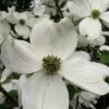 Cherokee Princess White Dogwood - 7 Gallon Pot (4-5') -SHRUBS and BUSHES Shop Dogwood Cherokee Princess 500x750 2