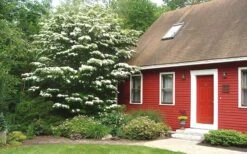 White Kousa Chinese Dogwood - Cornus Kousa - 2 Gallon Pot 14 White Kousa Chinese Dogwood - Cornus Kousa - 2 Gallon Pot -SHRUBS and BUSHES Shop Dogwood Chinese White 1