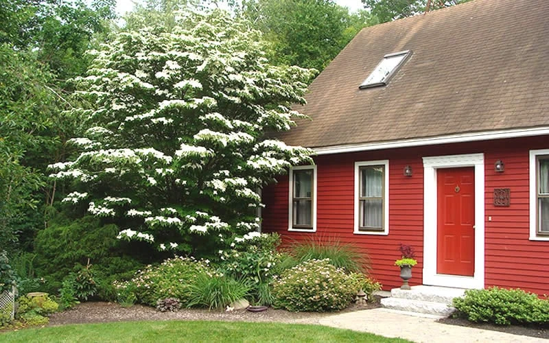 White Kousa Chinese Dogwood - Cornus Kousa - 2 Gallon Pot 7 White Kousa Chinese Dogwood - Cornus Kousa - 2 Gallon Pot - Image 5