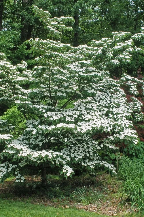 White Kousa Chinese Dogwood - Cornus Kousa - 2 Gallon Pot 6 White Kousa Chinese Dogwood - Cornus Kousa - 2 Gallon Pot - Image 4