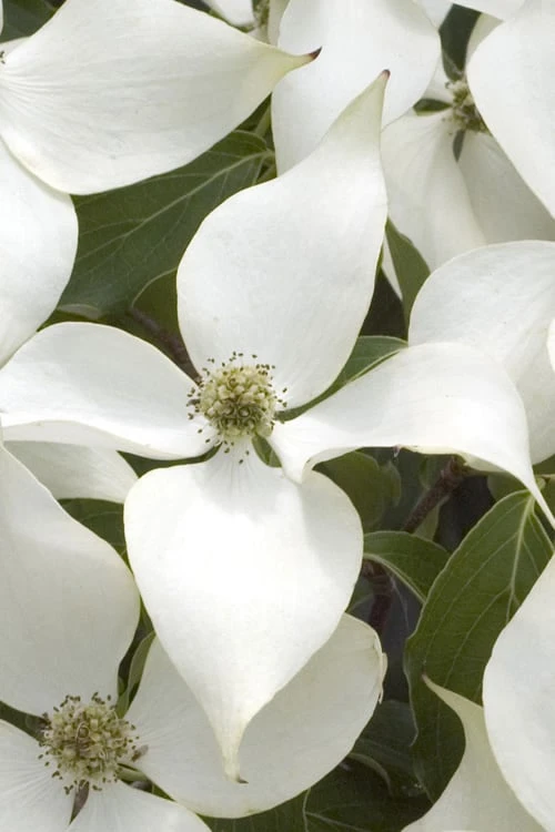White Kousa Chinese Dogwood - Cornus Kousa - 2 Gallon Pot 8 White Kousa Chinese Dogwood - Cornus Kousa - 2 Gallon Pot - Image 6