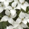 White Kousa Chinese Dogwood - Cornus Kousa - 2 Gallon Pot -SHRUBS and BUSHES Shop Dogwood Chinese White 16
