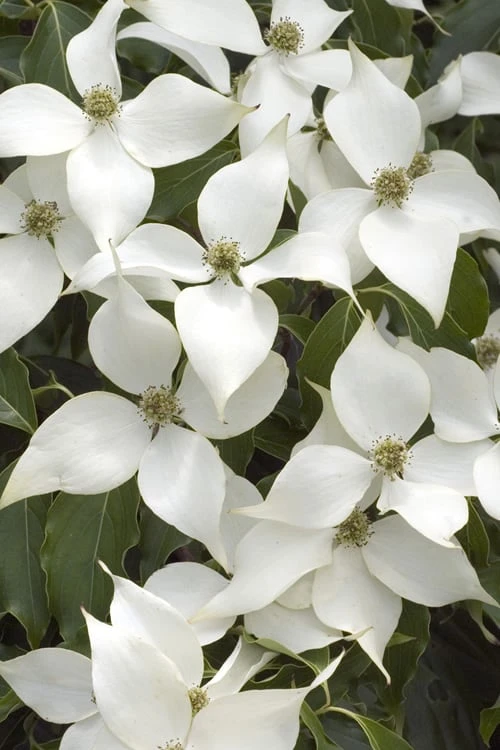 White Kousa Chinese Dogwood - Cornus Kousa - 2 Gallon Pot 3 White Kousa Chinese Dogwood - Cornus Kousa - 2 Gallon Pot
