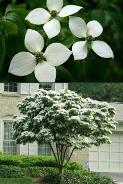 White Kousa Chinese Dogwood - Cornus Kousa - 2 Gallon Pot 16 White Kousa Chinese Dogwood - Cornus Kousa - 2 Gallon Pot -SHRUBS and BUSHES Shop Dogwood Chinese White 2 500x750 1
