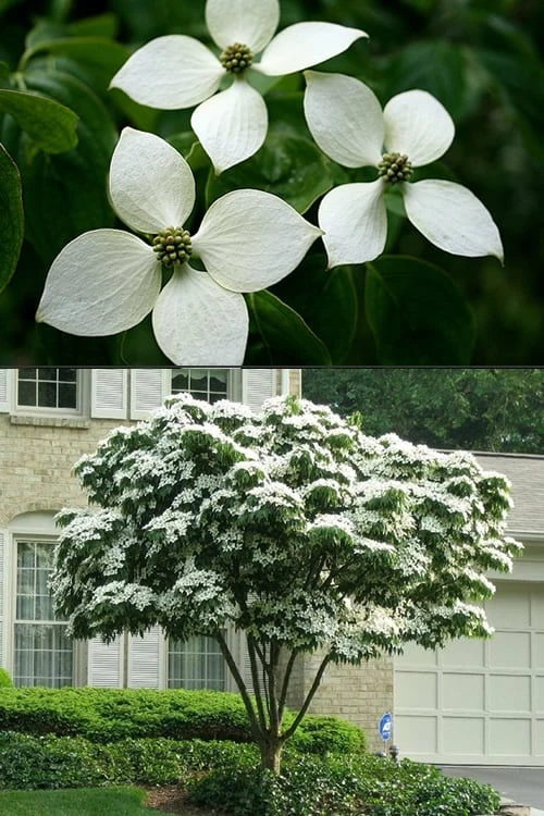 White Kousa Chinese Dogwood - Cornus Kousa - 2 Gallon Pot 9 White Kousa Chinese Dogwood - Cornus Kousa - 2 Gallon Pot - Image 7