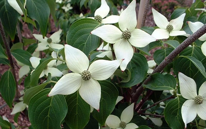 White Kousa Chinese Dogwood - Cornus Kousa - 2 Gallon Pot 10 White Kousa Chinese Dogwood - Cornus Kousa - 2 Gallon Pot - Image 8