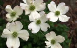 Cherokee Princess White Dogwood - 7 Gallon Pot (4-5') -SHRUBS and BUSHES Shop Dogwood Chrokee Princess Flowers
