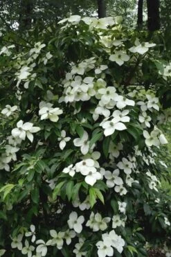 Empress Of China Dogwood - 3 Gallon Pot -SHRUBS and BUSHES Shop Dogwood Empress Of China 35
