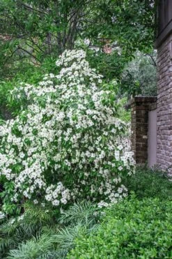 Empress Of China Dogwood - 7 Gallon Pot (4-5') -SHRUBS and BUSHES Shop Dogwood Empress Of China 500x750 2