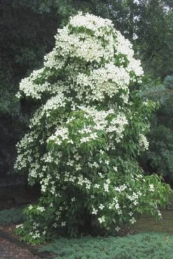 Empress Of China Dogwood - 7 Gallon Pot (4-5') -SHRUBS and BUSHES Shop Dogwood Empress Of China 51 1