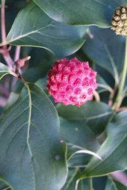 Empress Of China Dogwood - 3 Gallon Pot -SHRUBS and BUSHES Shop Dogwood Empress of China 31