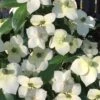 Empress Of China Dogwood - 3 Gallon Pot -SHRUBS and BUSHES Shop Dogwood Empress of China 33