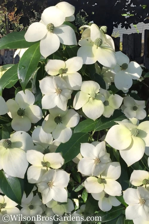 Empress Of China Dogwood - 7 Gallon Pot (3-4') 3 Empress Of China Dogwood - 7 Gallon Pot (3-4')