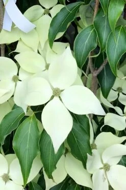 Greensleeves Dogwood (Cornus Kousa) - 1 Gallon Pot -SHRUBS and BUSHES Shop Dogwood GreenSleeves 12