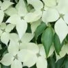 Greensleeves Dogwood (Cornus Kousa) - 1 Gallon Pot -SHRUBS and BUSHES Shop Dogwood GreenSleeves 13