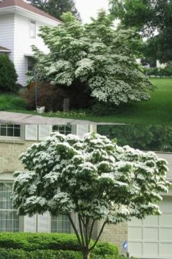 Greensleeves Dogwood (Cornus Kousa) - 1 Gallon Pot -SHRUBS and BUSHES Shop Dogwood GreenSleeves 14