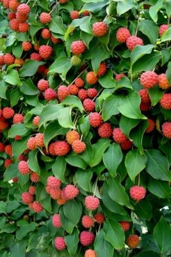 Greensleeves Dogwood (Cornus Kousa) - 1 Gallon Pot -SHRUBS and BUSHES Shop Dogwood GreenSleeves Berries 10