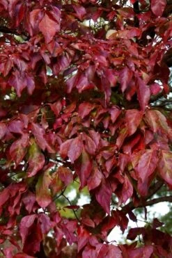 Greensleeves Dogwood (Cornus Kousa) - 1 Gallon Pot -SHRUBS and BUSHES Shop Dogwood GreenSleeves Leaves 10