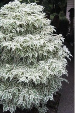 Summer Fun Variegated Dogwood - Cornus Kousa - 5 Gallon Pot (2-3') 13 Summer Fun Variegated Dogwood - Cornus Kousa - 5 Gallon Pot (2-3') -SHRUBS and BUSHES Shop Dogwood Summer Fun 1