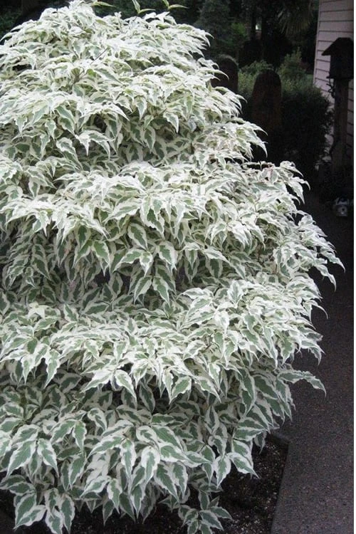Summer Fun Variegated Dogwood - Cornus Kousa - 5 Gallon Pot (2-3') 7 Summer Fun Variegated Dogwood - Cornus Kousa - 5 Gallon Pot (2-3') - Image 5