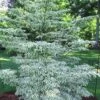 Summer Fun Variegated Dogwood - Cornus Kousa - 5 Gallon Pot (2-3') 1 Summer Fun Variegated Dogwood - Cornus Kousa - 5 Gallon Pot (2-3') -SHRUBS and BUSHES Shop Dogwood Summer Fun 3