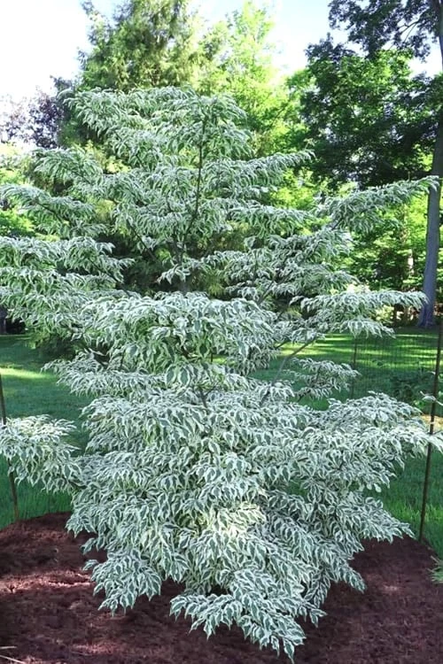 Summer Fun Variegated Dogwood - Cornus Kousa - 5 Gallon Pot (2-3') 3 Summer Fun Variegated Dogwood - Cornus Kousa - 5 Gallon Pot (2-3')
