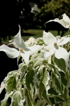 Summer Fun Variegated Dogwood - Cornus Kousa - 5 Gallon Pot (2-3') 15 Summer Fun Variegated Dogwood - Cornus Kousa - 5 Gallon Pot (2-3') -SHRUBS and BUSHES Shop Dogwood Summer Fun 4