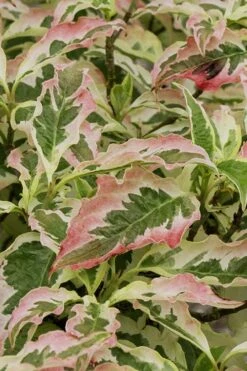 Summer Fun Variegated Dogwood - Cornus Kousa - 5 Gallon Pot (2-3') 12 Summer Fun Variegated Dogwood - Cornus Kousa - 5 Gallon Pot (2-3') -SHRUBS and BUSHES Shop Dogwood Summer Fun 6