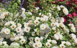 Popcorn Drift Groundcover Rose - 3 Gallon Pot -SHRUBS and BUSHES Shop Drift Rose Popcorn 21
