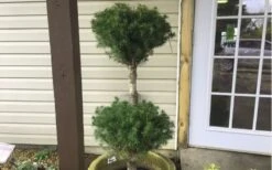 Poodle Tier Dwarf Alberta Spruce Topiary - 2 Gallon Pot 9 Poodle Tier Dwarf Alberta Spruce Topiary - 2 Gallon Pot -SHRUBS and BUSHES Shop Dwarf Alberta Spruce Poodle Tier 2
