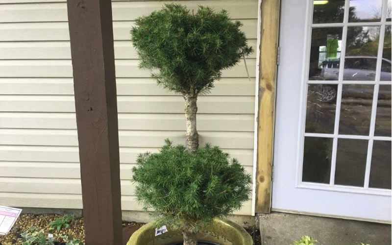 Poodle Tier Dwarf Alberta Spruce Topiary - 2 Gallon Pot 6 Poodle Tier Dwarf Alberta Spruce Topiary - 2 Gallon Pot - Image 4